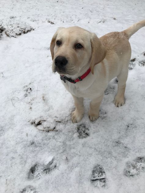 Lab Pups, Labrador Yellow, English Lab, Cute Labrador, Puppy Obedience Training, Positive Dog Training, Easiest Dogs To Train, Basic Dog Training, Dog Exercise