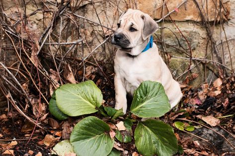 The 20 Most Poisonous Plants for Dogs Plants For Dogs, Saint Berdoodle, Poison Plants, St Berdoodle, Toxic To Dogs, Common Garden Plants, Cat Safe Plants, Bulldog Breeds, Dog Potty Training