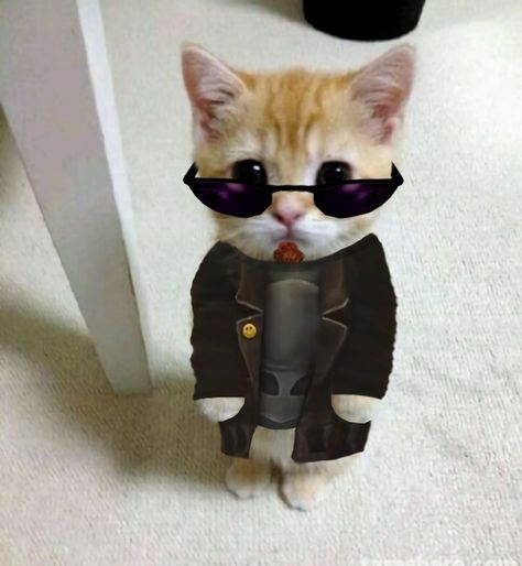 Standing cat pfp meme Cat Pfp Standing, Cat Standing Pose Meme, Cat Standing Up, Postal Dude Wallpaper, Postal Dude Pfp, Cute Cat Standing, Standing Cat Pfp, El Gato Pfp, Gato Pfp