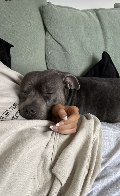 Spoiled Dog Aesthetic, Staffy Dog Aesthetic, Pitbull Boxer Mix Dogs, Pitbull Lab Mix Dog, Puppy Pitbulls, Staffie Puppies, Pitbull Lab Mix, Pitbull Mix Puppies, Staffy Dog