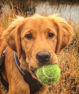 #goldenretriever#dog#ball#huntergoldenretriever#beautiful#goodboy by petternsolrud Dark Golden Retriever, Golden Retriever Rescue, Puppy Obedience Training, Positive Dog Training, Golden Retriever Mix, Golden Retriever Puppies, Best Dog Training, A Golden Retriever, Retriever Puppies