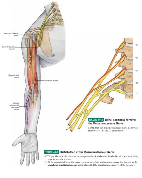 Musculocutaneous Nerve, Usmle Step 1, Radial Nerve, Ulnar Nerve, Median Nerve, Medical Books, Nerve Fiber, Pinched Nerve, Cranial Nerves