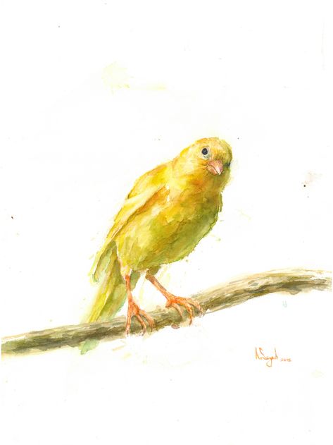 "Canary", watercolour, Andrzej Szych, 2015 Canary Birds, Finches Bird, Floral Tattoo Design, Watercolor Paintings Easy, Watercolor Painting Techniques, Artist Portfolio, Watercolor Inspiration, Bird Drawings, Copyright Infringement