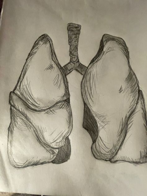 Chest Cavity Drawing, Lungs Sketch Drawing, Organ Drawings Art, Forensic Drawing, Drawing Of Lungs, Drawing Lungs, Organ Drawings, Lungs Sketch, Medical Sketches