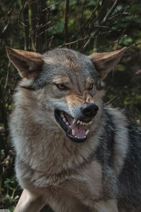 Wolf Snarling Reference, How To Draw Canines, Snarling Dog Reference, Animal Snarling, Dog Snarling Reference, Coyote Reference Photo, Snarling Reference, Wolf Reference Drawing, Angry Wolf Drawing