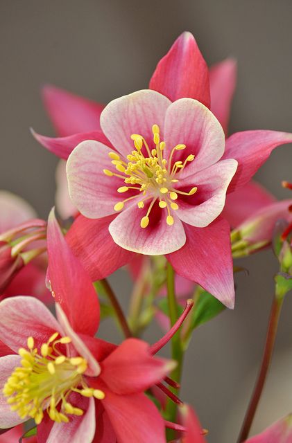 "Pink and white columbine flower" by Perl Photography on Flickr Small Pink Flowers, Columbine Flower, Beautiful Pink Flowers, Trendy Flowers, Flowers Garden, Ranunculus, Exotic Flowers, Flower Beauty, Beautiful Blooms