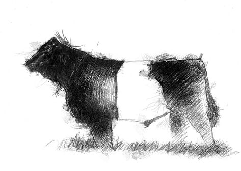 Belted Galloway | SeanBriggs Bull Drawing, Galloway Cattle, Creative Doodles, Belted Galloway, British Artists, Bull Art, Cow Pictures, Sketch A Day, Fine Art Drawing