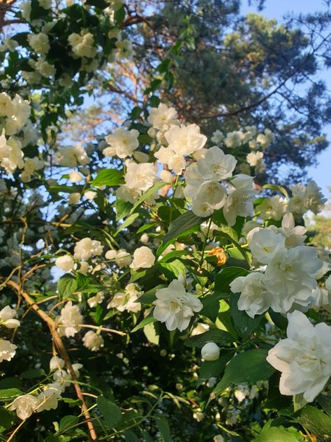 A beautiful jasmine tree in my backyard Jasmine Tree, The Sun, Sun, Drawings, Plants