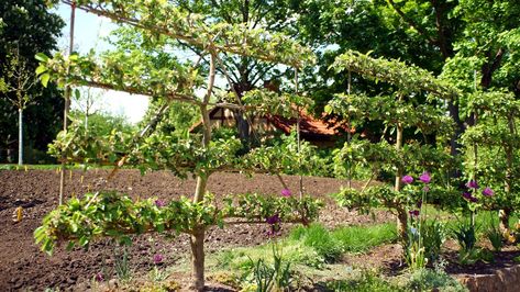 How to Espalier Fruit Trees and Climbing Plants in 6 Easy Steps Pear Tree Espalier, Espellier Fruit Tree, How To Espalier Fruit Trees, Apple Tree Espalier, Step Over Fruit Trees, Fruit Trees Garden Design, Fruit Trees Backyard, Espalier Fruit Trees, Tree Fence