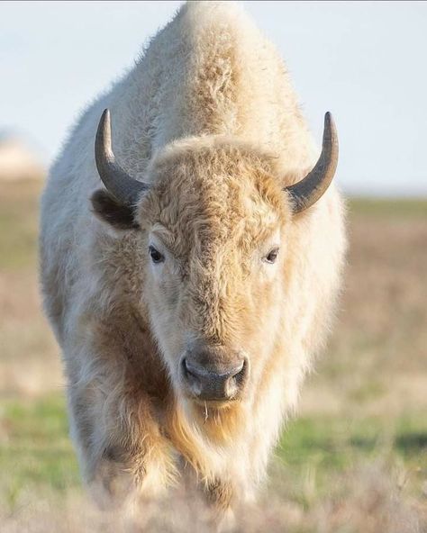 White Bison, Google Search, White