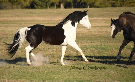 Horse Art Ideas, Horse Markings, Beautiful Horses Photography, American Paint Horse, Horse Anatomy, American Paint, Clydesdale, Draft Horses, Horse Designs