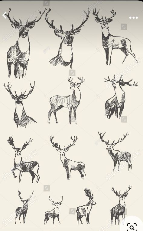 Deer Sketch Tattoo, Elk Drawing Sketch, Deer Illustration Art, Deer Illustration Design, Deer Sketch Simple, Elk Head Drawing, Deer Drawing Reference, How To Draw A Deer, Deer Art Illustration