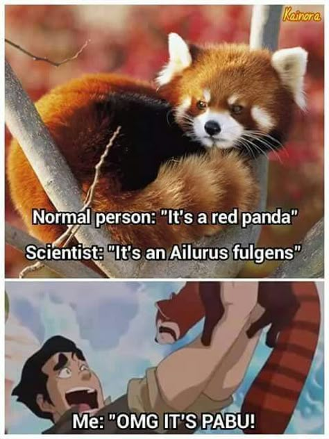 Pabu! Fire ferret Fire Ferret, Aang The Last Airbender, Cactus Juice, Atla Memes, Avatar The Last Airbender Funny, Avatar Funny, Avatar Picture, Avatar Series, The Last Avatar