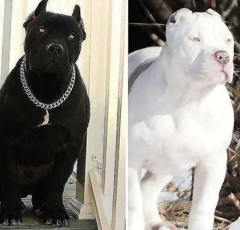 Black And White Pitbull, Massive Dogs, White Pitbull, Rare Albino Animals, Black Pitbull, American Bull, Cane Corso Puppies, Corso Dog