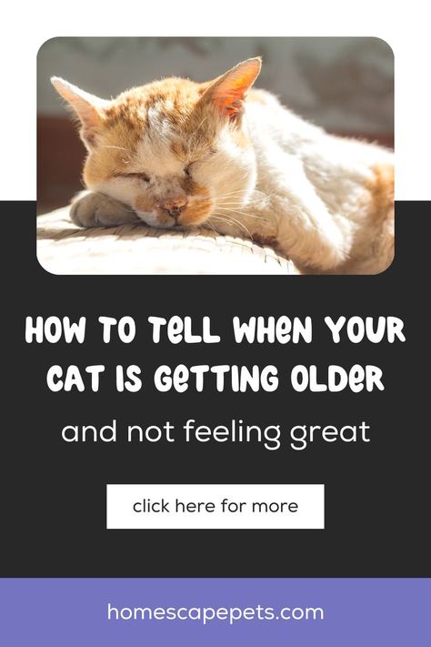 Cat Illnesses, Older Cats, Pet Blog, Miss Kitty, Getting Older, Older Dogs, Old Age, Cat Treats, Cat Owners