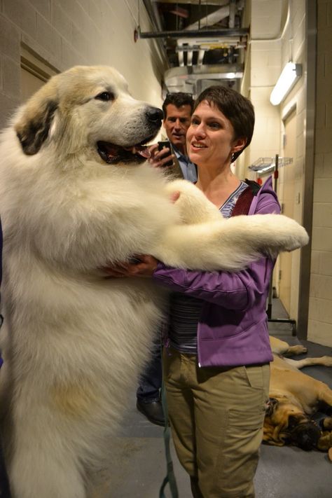 The 136th Annual Westminster Kennel Club Dog Show took place this week in New York with a Pekingese named Malachy winning Best in Show. Among the big dogs competing at the Westminster Dog Show, there were Mastiffs, Great Pyrenees, Golden Retrievers, Great Danes, Boxers, Australian Shepherds, Greater Swiss Mountain Dogs and Irish Wolfhounds. Take a look at photos and pictures of the best big dogs. Pyrenean Mountain Dog, Stinky Dog, Big Puppy, Westminster Dog Show, Biggest Dog, Great Pyrenees Dog, Big Baby, Dog Rules, Great Pyrenees