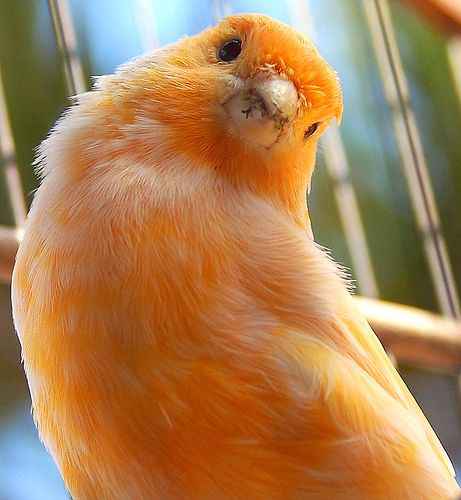 Red Canary Red Canary, Canary Color, Canary Birds, Orange Bird, Kinds Of Birds, Exotic Birds, Pretty Birds, Colorful Birds, Little Birds