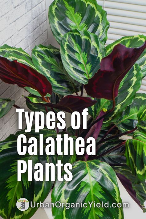 Calathea plants come in a variety of shapes and sizes, each with their own set of characteristics. Calathea orbifolia, with its brilliant silver patterns; Calathea roseopicta, with its delicate pink and white stripes; and Calathea zebrina, with its vivid zebra-like stripes, are some of the most popular types. All of these plants are quite simple to maintain, making them an excellent choice for gardeners of all skill levels. Continue reading to learn more about Calethea plants. Calathea Zebrina Care, Zebra Calathea, Calathea Plant Varieties, Calathea Vittata, Calathea Varieties, Cat Safe House Plants, Safe House Plants, Calathea Roseopicta, Calathea Ornata