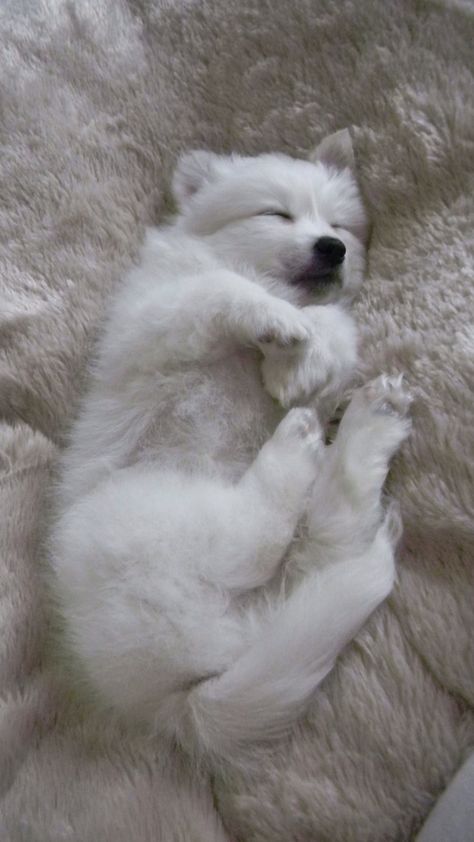 Samoyed Puppy, Samoyed Dogs, Very Cute Dogs, Pretty Dogs, Silly Animals, Cute Animal Photos, Cute Cats And Dogs