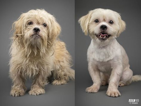 These Before-And-After Photos Of Rescued Dogs Show The Power Of A Good Haircut Havanese Haircuts, Havanese Grooming, Good Haircut, Havanese Puppies For Sale, Puppy Haircut, Havanese Dog, Puppy Grooming, Puppy Cut, Dog Haircuts