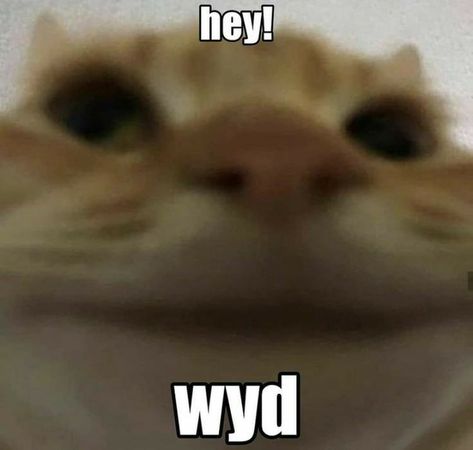 Cat Reaction, Cats Pictures, Silly Cats Pictures, Cat Meme, Funny Reaction, Cute Memes, Reaction Images, Funny Cute Cats, Cute Texts