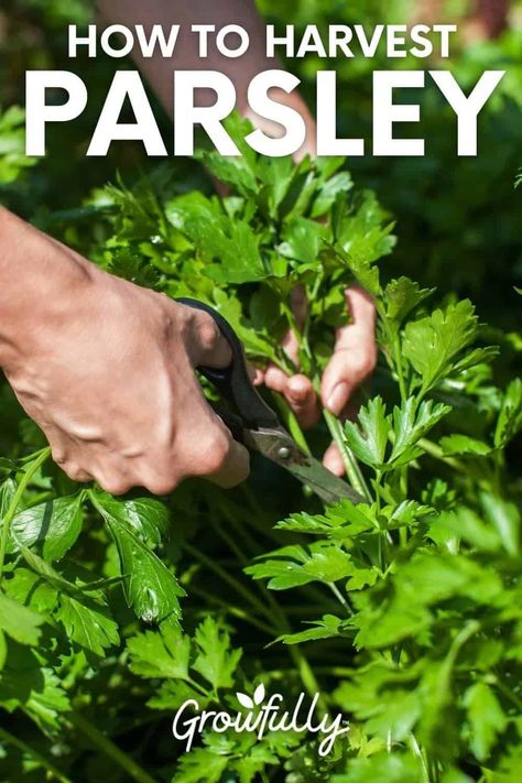 Most people consider parsley a garnish. But if you grow your own parsley, you’ll soon see that it’s a versatile, worthwhile herb. Here’s how to harvest parsley so you can enjoy it all summer. Harvest Parsley, Preserve Fresh Herbs, Growing Parsley, Parsley Plant, Parsley Recipes, Growing Cilantro, Biennial Plants, Harvesting Herbs, Garden Harvest