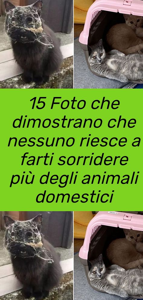 Una raccolta di 15 foto che dimostrano che nessuno riesce a farti sorridere più dei nostri adorati animali domestici #animali Dogs, Animals