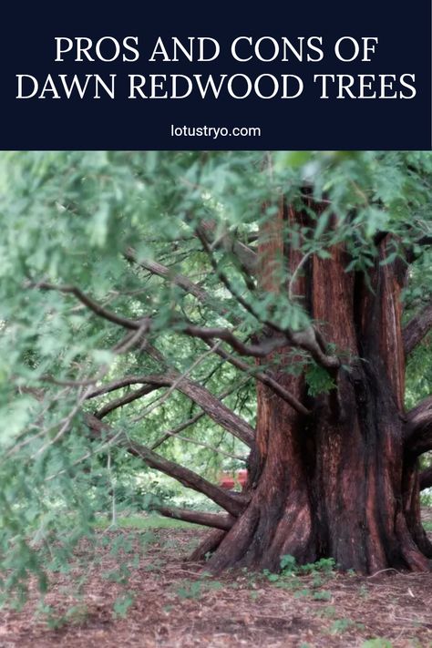 Discover how Dawn Redwood trees can transform your garden with their unique charm. Native to China, these deciduous conifers offer spectacular visuals and varying growth conditions. However, for those considering these trees, it's crucial to weigh the benefits, like impressive height and lush foliage, against potential drawbacks such as maintenance needs. This guide will help you determine if these stunning trees fit your gardening goals. Perfect for enthusiasts who love trees with character! Dawn Redwood Tree, Dawn Redwood, Redwood Trees, Redwood Tree, Tree Care, Types Of Soil, Pros And Cons, Lush, Landscaping