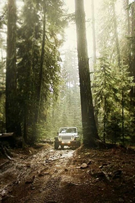 Vehicle Insurance, Jeep Trails, Jeep Photos, Hors Route, Offroad Jeep, Forest Trail, Adventure Art, Forest Road, A Start