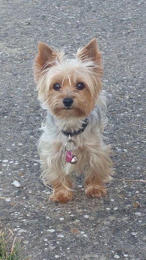 Yorkies Haircut, Yorkie Puppy Haircuts, Yorkie Puppy Cut, Yorkie Cuts, Dog Yorkie, Yorkie Haircuts, Dog Tattoo Ideas, Puppy Sketch, Wallpaper Dog