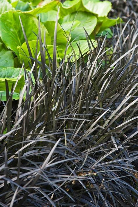 black plants Grass Hedge, Black Mondo, Black Calla Lily, Black Plants, Black Mondo Grass, Flower Bed Borders, Moody Gardens, Indoor Water Garden, Goth Garden