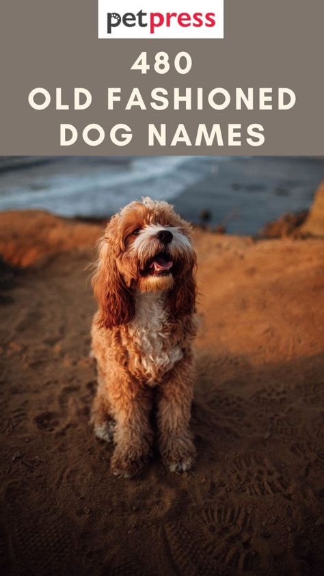 480 Old Fashioned Dog Names - Old School Dog Name Ideas Alcohol Dog Names, Old Man Names For Dogs, Dog Names Aesthetic, Boho Dog Names, Cocker Spaniel Names, Farm Dog Names, Aesthetic Pet Names, Original Dog Names, Funny Names For Dogs