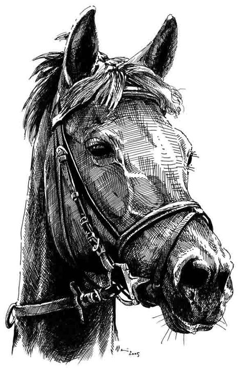 Horse by Vomajda.deviantart.com on @deviantART Horse Reference Drawing, Horse Drawing Sketch, Black And White Horse Drawing, Quarter Horse Drawing, Horse Skull Sketch, Horse Pen Drawing, Horse Eye Sketch, Horse Pencil Drawing, Ink Horse Drawing