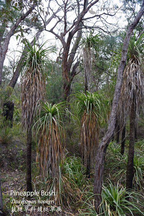 This plant has nothing to do with Bromeliad or Pandanus. The entire family of Dasypogonaceae is endemic to Western Australia, and this Pineapple Bush (Dasypogon hookeri)  only occurs in a small region around Margaret River and Busselton. Pineapple Bush, Margaret River, Western Australia, Tree Trunk, Pineapple, Australia, Plants, Art