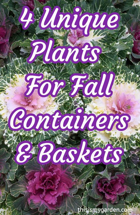 Fall Flower Pots Outdoor, Fall Flower Baskets, Fall Containers Planters Shade, Fall Flower Hanging Baskets, Fall Hanging Basket Ideas, Fall Pots Outdoor Planters, Fall Flower Pots Front Porches, Fall Containers Planters, Fall Planter Ideas