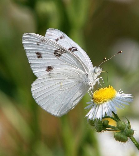 Checkered White (Pontia protodice) | On this stop at Crab Or… | Flickr Dragonfly Insect, Beautiful Butterfly Photography, Butterfly Species, 강아지 그림, Cute Galaxy Wallpaper, Your Spirit Animal, Butterfly Photos, Butterfly Pictures, Butterfly Kisses