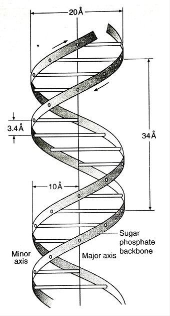 Watson And Crick Dna Model, Dna Helix Drawing, Dna Structure Model Project, Dna Art Design, Dna Diagram, Dna Double Helix Model, Nucleic Acid Structure, Double Helix Dna, Dna Drawing