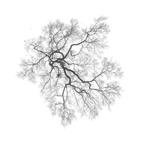 Trees From Above, Tree Plan Photoshop, Tree Plan Png, Photoshop Black And White, Architectural Trees, Landscape Architecture Graphics, Trees Top View, Tree Photoshop, Dry Tree