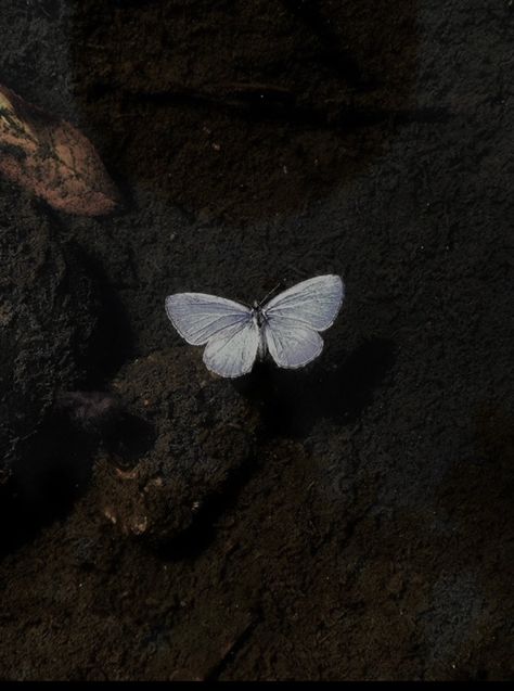 Butterfly Feeling Aesthetic, Butterfly In Forest Aesthetic, Pinned Butterfly Aesthetic, Moth Profile Pic, Widgets Butterfly, Butterfly Aesthetic Pfp, Pfp Butterfly, Butterfly Person, Alyssa Aesthetic