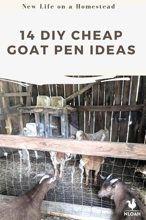 Keeping goats contained is always tough, but you don't have to spend a fortune with these 14 DIY goat pen ideas. #goats #goatpen #goatspen Diy Goat Pen, Goat Pen Ideas, Goat Pens, Goat Playground, Keeping Goats, Goat Pen, Farming Ideas, Pen Ideas, Goat Barn