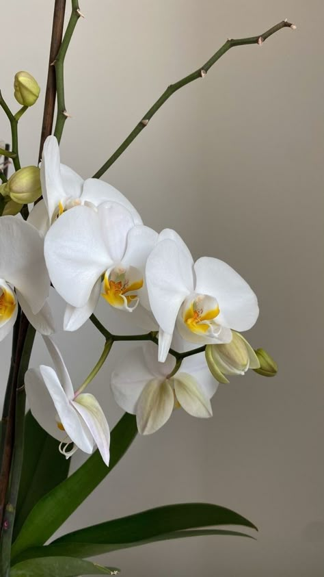 Vanilla Orchid Aesthetic, White Orchid Aesthetic, Orchids Aesthetic, Orchid Aesthetic, Orchids White, Orchid Wallpaper, Indoor Orchids, Kinds Of Flowers, Birds And Bees