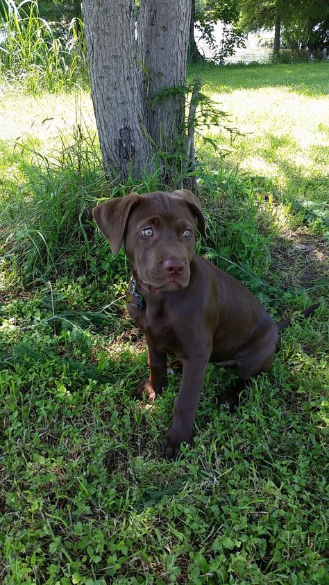 Chocolate Lab Pitbull Mix Puppy, Lab Pitbull Mix Puppy, Chocolate Pitbull, Red Lab Puppies, Chocolate Lab Mix, Pitbull Lab Mix, Lab Pit Mix, Pitbull Mix Puppies, White Pitbull