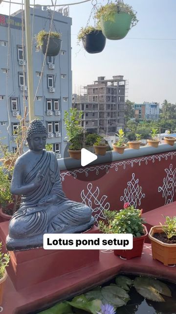 Lotus Pond Garden, Pond Garden, Lotus Pond, Terrace Garden, Garden Projects, Instagram A, Balcony, Terrace, Lotus