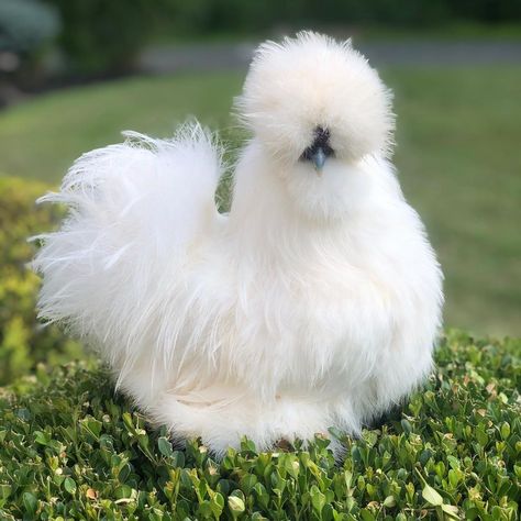 Lavern Clarke on Instagram: “Meet cotton ball, somewhere in there it’s a chicken! 💖🐔💖 #silkiesofinstagram #silkies #silkychicken #petchickens #chickens #ilovechickens…” Chickens Breeds, Pet Chickens Breeds, Fancy Chickens, Silkie Chickens, Beautiful Chickens, Cute Chickens, Chicken Breeds, Pet Chickens, A Chicken