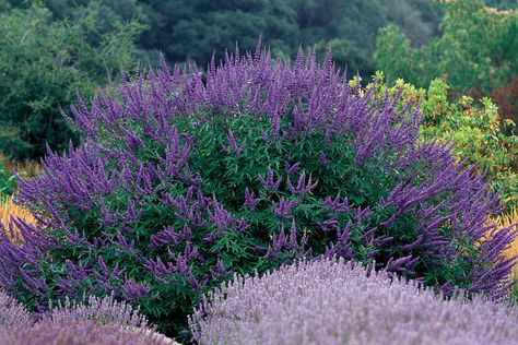 Because we are constantly faced with the challenge of drought, we have committed ourselves for the past 15 years to identifying traits in shrubs like drought tolerance and performance history in addition to their natural attraction. Here are the standout shrubs that still look sexy in the scorching, dry heat. Modern Mediterranean Garden, Drought Tolerant Shrubs, Vitex Agnus Castus, Agnus Castus, Chaste Tree, Flowering Quince, Drought Resistant Plants, Drought Tolerant Garden, Drought Tolerant Landscape