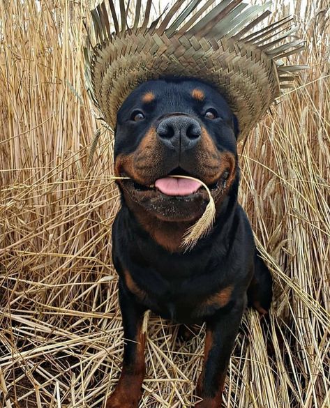 14 Hilarious Pictures Of Rottweilers To Brighten Your Day | PetPress Rottweiler Pictures, Rottweiler Funny, Rottweiler Love, Cute Dog Wallpaper, Rottweiler Lovers, Rottweiler Puppies, Rottweiler Dog, Dog Wallpaper, Working Dogs