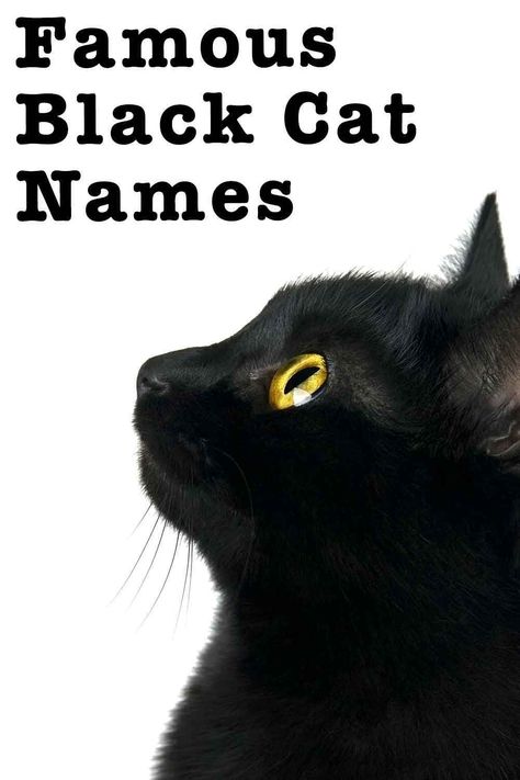 Male Black Cat Names, Black Cat Personality, Cat Names List, Black Cat Names, Cat Names Unique, Grey Cat Names, Cat Name Ideas, Names For Cats, Names Unique Girl