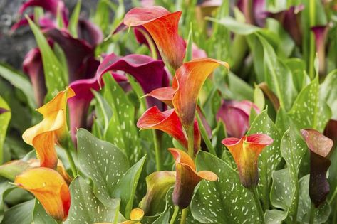 Lily Field, Lilly Garden, Zantedeschia Aethiopica, Lily Care, American Meadows, Calla Lily Flowers, Lily Plants, Calla Lilies, Ornamental Plants