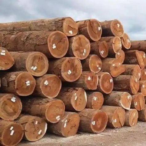 Pine,Hardwood Timber,Teak Wood / Pine Wood Logs,Oak Wood Logs For Supply At Cheap Price Timber Logs, Saw Wood, Oak Logs, Silver Oak, Wood Logs, Wood Project, Die Casting, Ebony Wood, Teak Wood