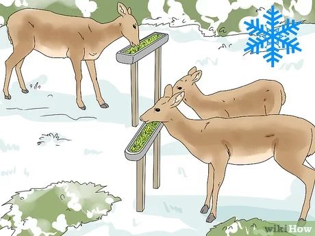 What To Feed Deer, Deer Food Feeding, Deer Food Plots Ideas, Deer Feeder Ideas, Deer Corn Feeder, Diy Deer Feeder, Dear Hunting, Deer Feeder Diy, Deer Corn